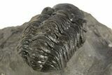 Detailed Austerops Trilobite - Ofaten, Morocco #323592-5